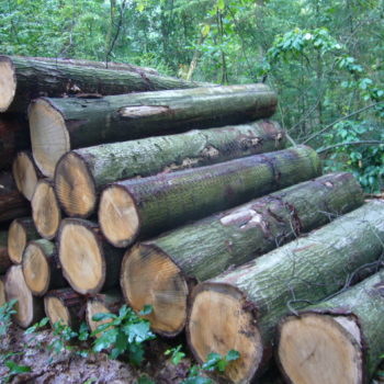 Roteiche_Parkettholz